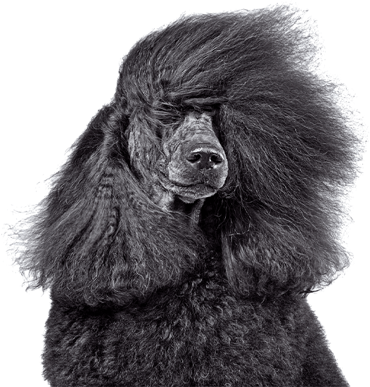 shop black dog 2 - Vetopia