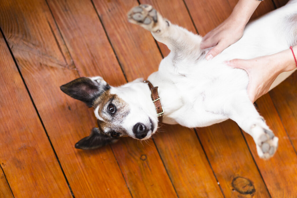 cute-dog-rolling-with-owner
