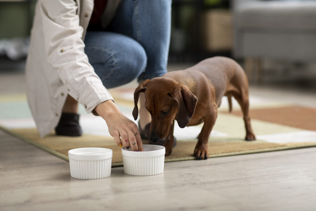 close-up-beautiful-dachshund-eating