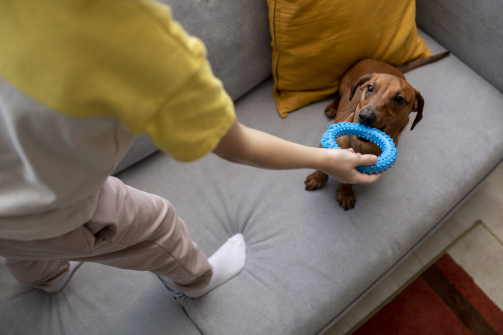 close-up-beautiful-dachshund-playing-with-kid