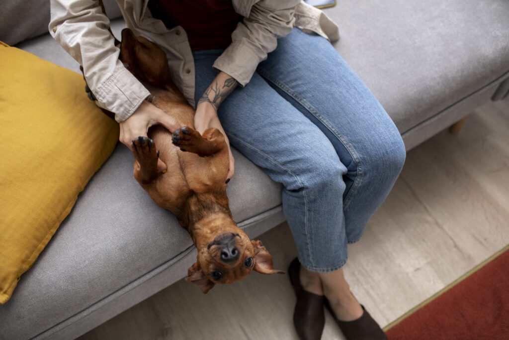 close-up-beautiful-dachshund-spending-time-with-family