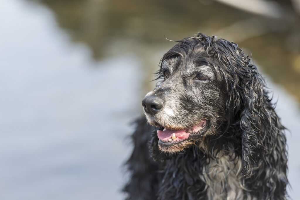 The cute black cocker spaniel dog outdoors on a sunny day