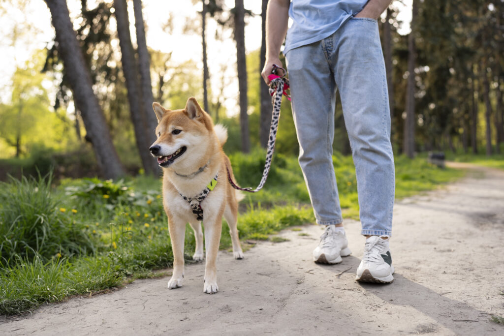 cute-shiba-inu-pet-with-family