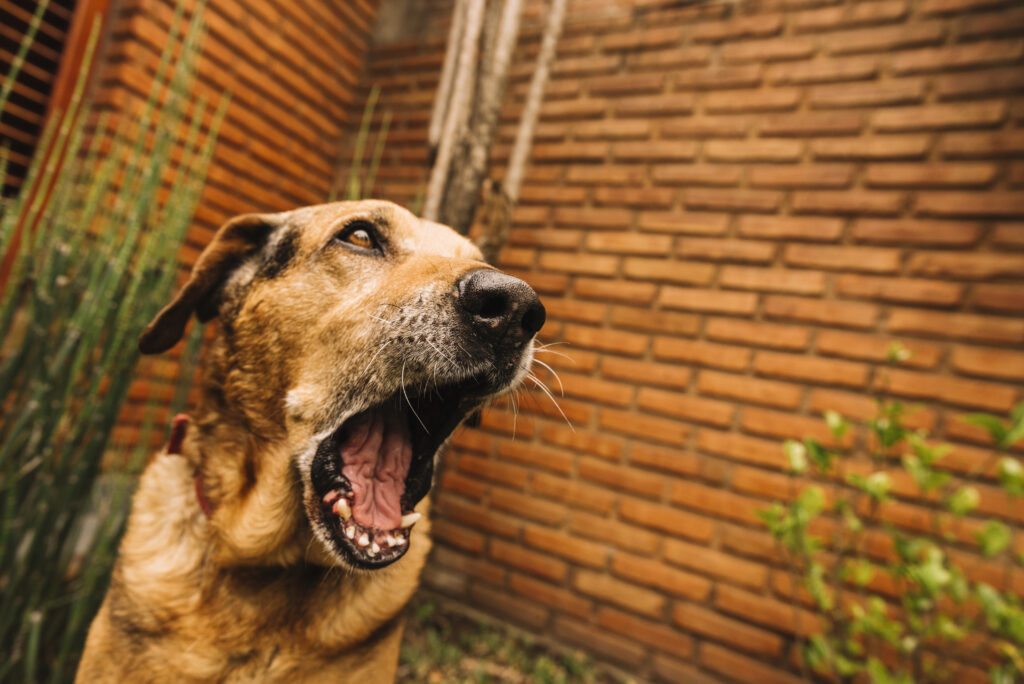 lovely-dog-posing-garden-scaled.jpg
