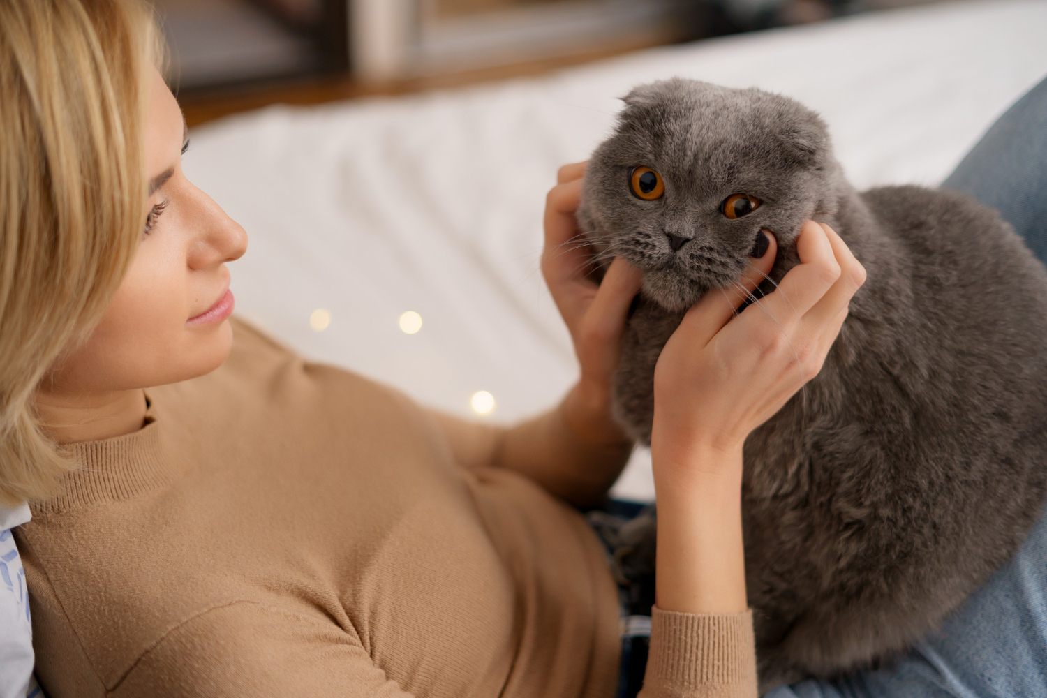 گربه نژاد اسکاتیش خاکستری رنگ که روی شکم صاحبش تو تخت خواب نشسته